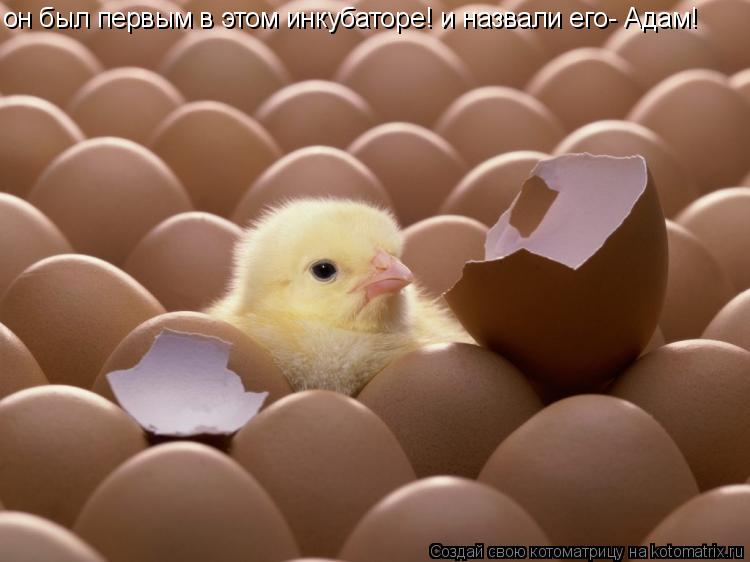 он был первым в этом инкубаторе! и назвали его- Адам!... Котоматрица: он был первым в этом инкубаторе! и назвали его- Адам!