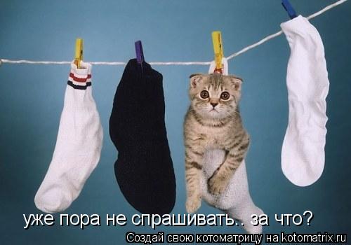 уже пора не спрашивать.. за что?... Котоматрица: уже пора не спрашивать.. за что?