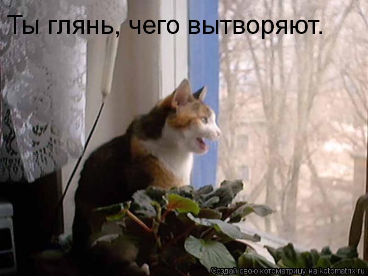 Ты глянь, чего вытворяют.... Котоматрица: Ты глянь, чего вытворяют.