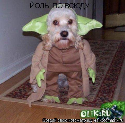 ЙОДЫ ПО ВСЮДУ... Котоматрица: ЙОДЫ ПО ВСЮДУ