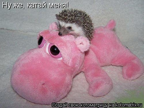 Ну же, катай меня!... Котоматрица: Ну же, катай меня!
