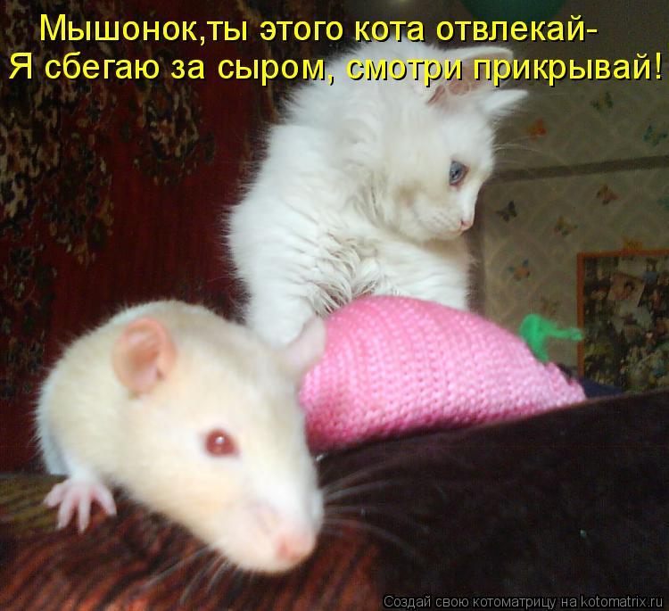 Мышонок,ты этого кота отвлекай- Мышонок,ты этого кота отвлекай- Я сбегаю за сыром, смотри прикрывай!... Котоматрица: Мышонок,ты этого кота отвлекай- Мышонок,ты этого кота отвлекай- Я сбегаю за сыром, смотри прикрывай!
