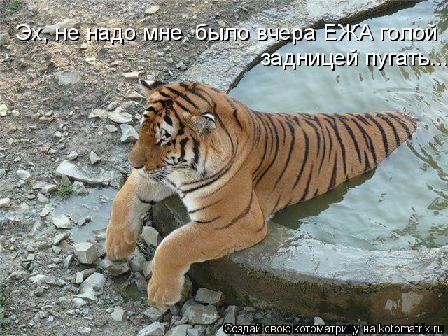 задницей пугать.... Эх, не надо мне было вчера ЕЖА голой... Котоматрица: задницей пугать.... Эх, не надо мне было вчера ЕЖА голой