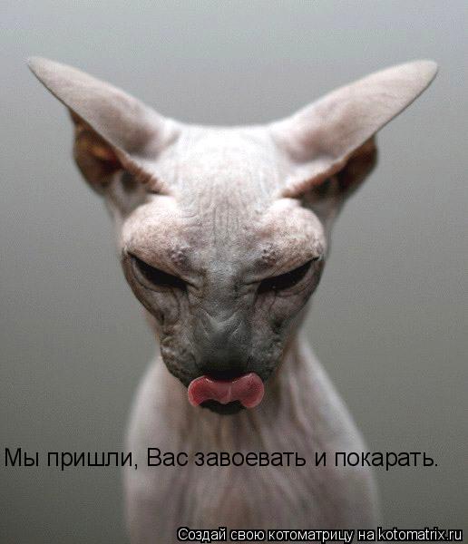 Мы пришли, Вас завоевать и покарать.... Котоматрица: Мы пришли, Вас завоевать и покарать.