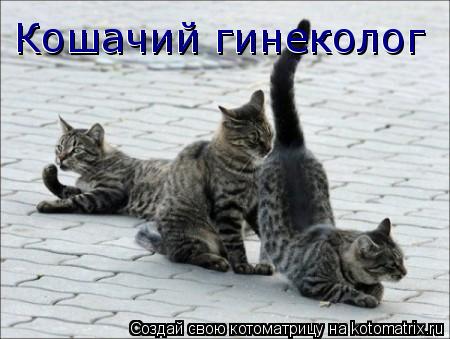 Кошачий гинеколог Кошачий гинеколог... Котоматрица: Кошачий гинеколог Кошачий гинеколог