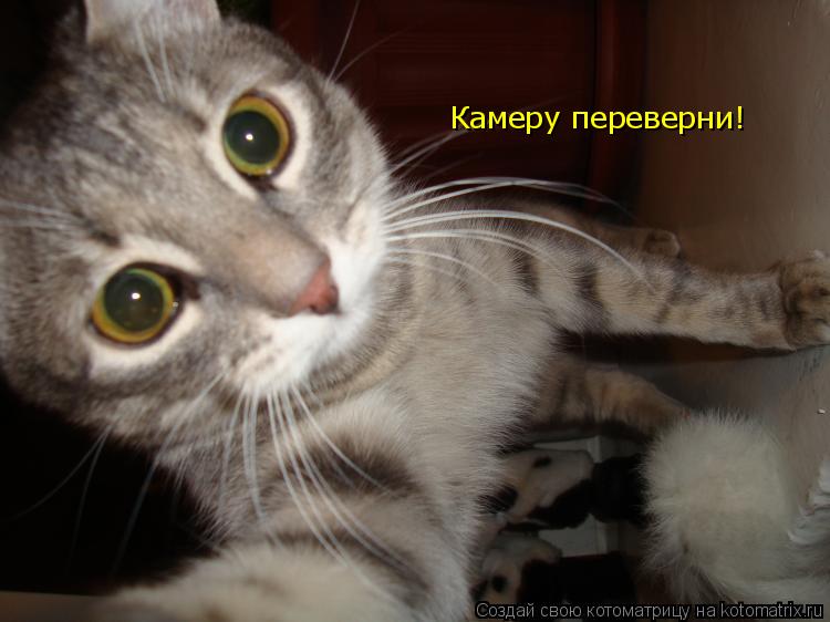 Камеру переверни!... Котоматрица: Камеру переверни!