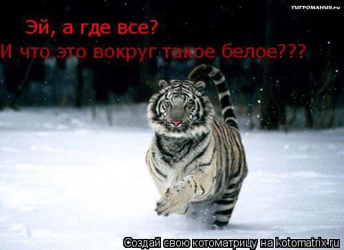 Эй, а где все? Эй, а где все? И что это вокруг такое белое???... Котоматрица: Эй, а где все? Эй, а где все? И что это вокруг такое белое???