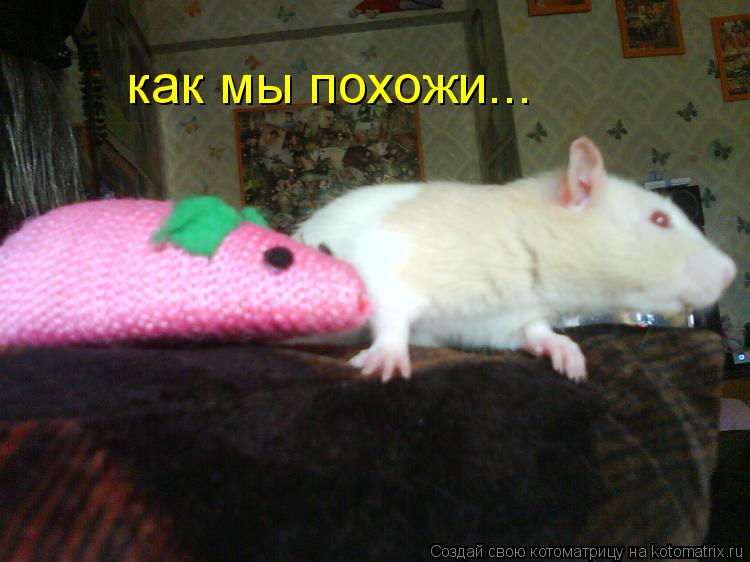 как мы похожи...... Котоматрица: как мы похожи...