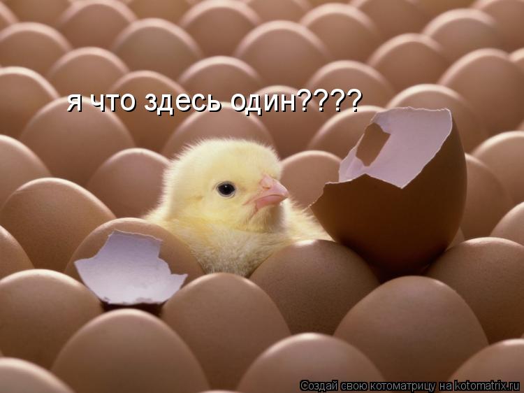 я что здесь один????... Котоматрица: я что здесь один????