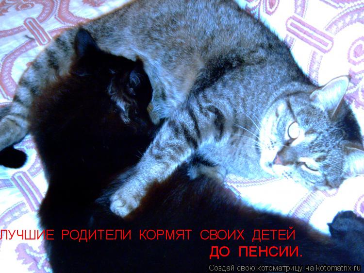 ЛУЧШИЕ РОДИТЕЛИ КОРМЯТ СВОИХ ДЕТЕЙ ДО ПЕНСИИ.... Котоматрица: ЛУЧШИЕ РОДИТЕЛИ КОРМЯТ СВОИХ ДЕТЕЙ ДО ПЕНСИИ.