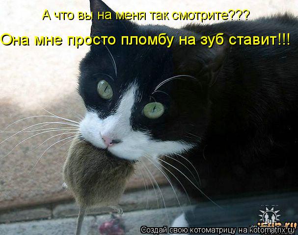 А что вы на меня так смотрите??? Она мне просто пломбу на зуб ставит!!!... Котоматрица: А что вы на меня так смотрите??? Она мне просто пломбу на зуб ставит!!!