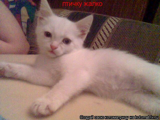 птичку жалко... Котоматрица: птичку жалко