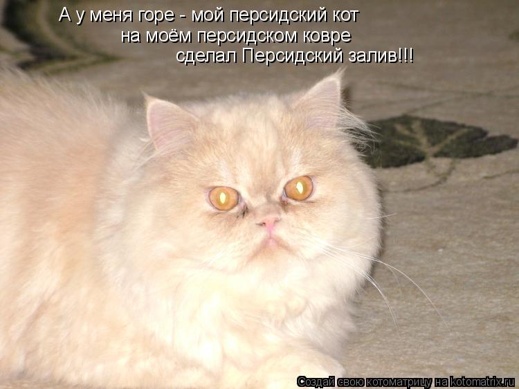 А у меня горе - мой персидский кот на моём персидском ковре сделал Персидский залив!!!... Котоматрица: А у меня горе - мой персидский кот на моём персидском ковре сделал Персидский залив!!!