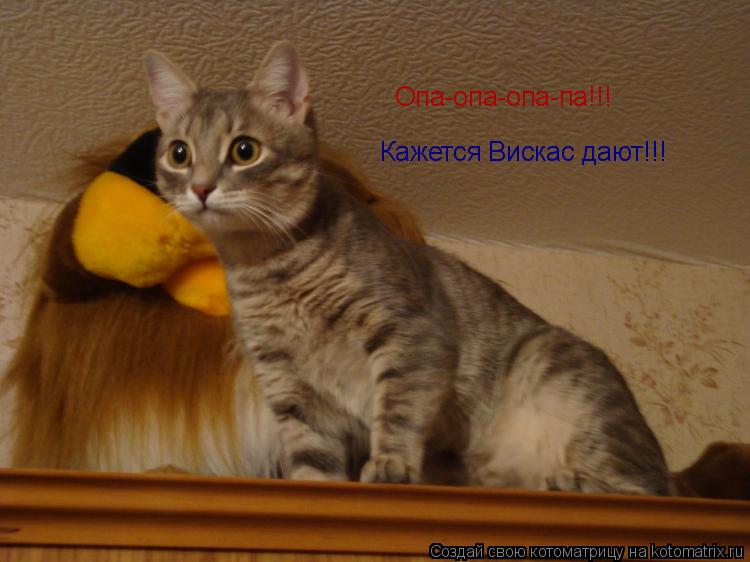 Кажется Вискас дают!!! Опа-опа-опа-па!!!... Котоматрица: Кажется Вискас дают!!! Опа-опа-опа-па!!!