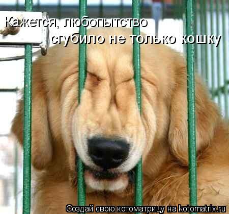 Кажется, любопытство сгубило не только кошку... Котоматрица: Кажется, любопытство сгубило не только кошку