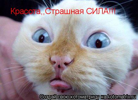 Красота,,Страшная СИЛА!!!... Котоматрица: Красота,,Страшная СИЛА!!!