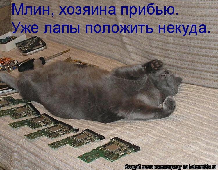 Млин, хозяина прибью. Уже лапы положить некуда.... Котоматрица: Млин, хозяина прибью. Уже лапы положить некуда.