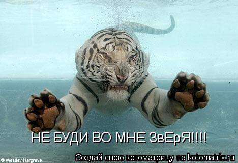 НЕ БУДИ ВО МНЕ ЗвЕрЯ!!!!... Котоматрица: НЕ БУДИ ВО МНЕ ЗвЕрЯ!!!!