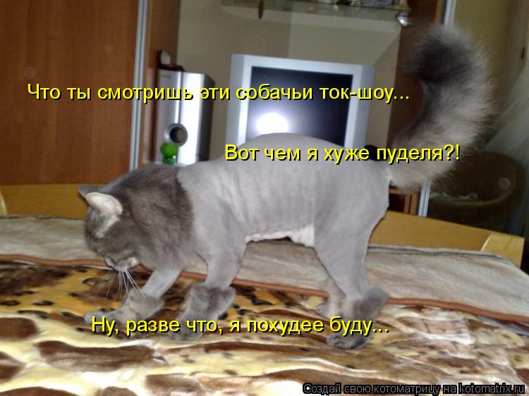 Что ты смотришь эти собачьи ток-шоу... Вот чем я хуже пуделя?! Ну, разве что, я похудее буду...... Котоматрица: Что ты смотришь эти собачьи ток-шоу... Вот чем я хуже пуделя?! Ну, разве что, я похудее буду...