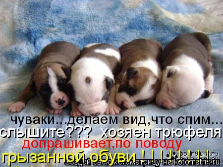 грызанной обуви ! ! ! ! ! ! ! ! допрашивает,по поводу слышите??? хозяен трюфеля чуваки...делаем ви... Котоматрица: грызанной обуви ! ! ! ! ! ! ! ! допрашивает,по поводу слышите??? хозяен трюфеля чуваки...делаем вид,что спим...