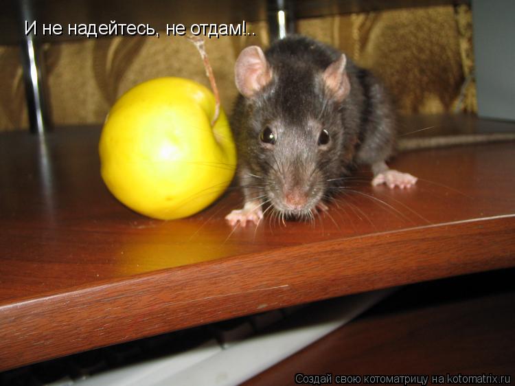 И не надейтесь, не отдам!..... Котоматрица: И не надейтесь, не отдам!..