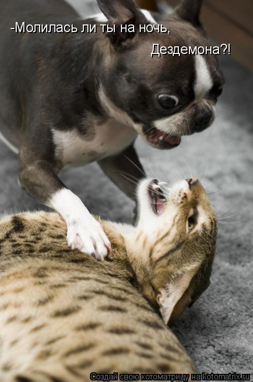 -Молилась ли ты на ночь, Дездемона?!... Котоматрица: -Молилась ли ты на ночь, Дездемона?!