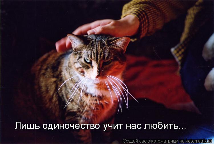 Лишь одиночество учит нас любить...... Котоматрица: Лишь одиночество учит нас любить...