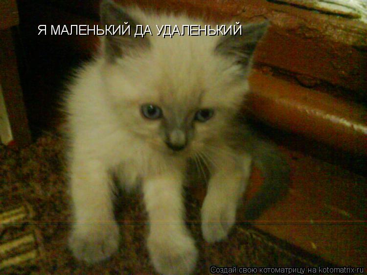 Я МАЛЕНЬКИЙ ДА УДАЛЕНЬКИЙ... Котоматрица: Я МАЛЕНЬКИЙ ДА УДАЛЕНЬКИЙ