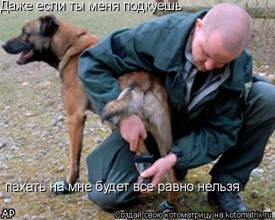 Даже если ты меня подкуешь пахать на мне будет все равно нельзя... Котоматрица: Даже если ты меня подкуешь пахать на мне будет все равно нельзя