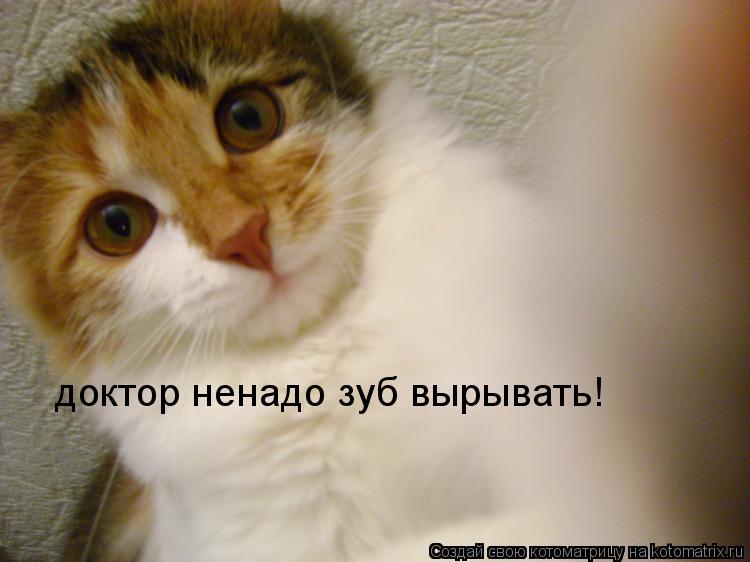доктор ненадо зуб вырывать!... Котоматрица: доктор ненадо зуб вырывать!