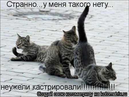 Странно...у меня такого нету... неужели кастрировали!!!!!!!!!!!!!!!... Котоматрица: Странно...у меня такого нету... неужели кастрировали!!!!!!!!!!!!!!!