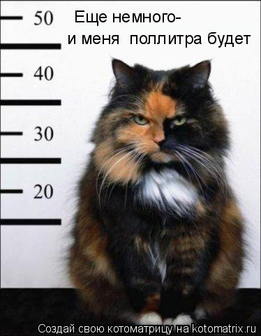 Еще немного- и меня поллитра будет... Котоматрица: Еще немного- и меня поллитра будет