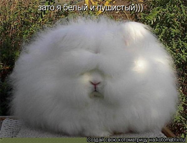 зато я белый и пушистый)))... Котоматрица: зато я белый и пушистый)))