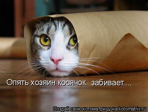 Опять хозяин косячок забивает....... Котоматрица: Опять хозяин косячок забивает....