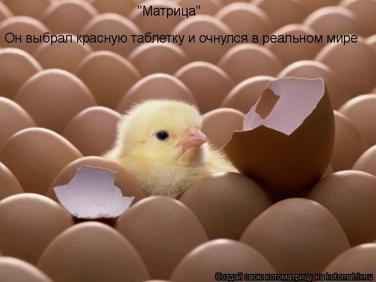"Матрица" Он выбрал красную таблетку и очнулся в реальном мире... Котоматрица: "Матрица" Он выбрал красную таблетку и очнулся в реальном мире