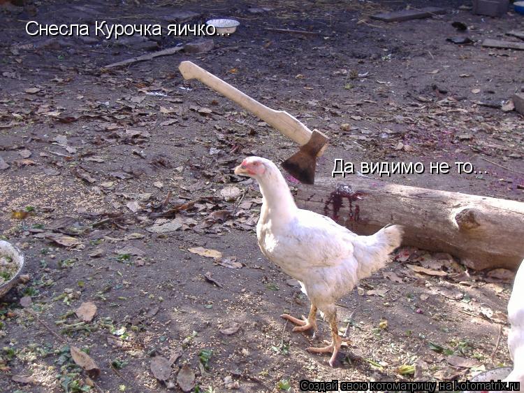 Снесла Курочка яичко... Да видимо не то...... Котоматрица: Снесла Курочка яичко... Да видимо не то...