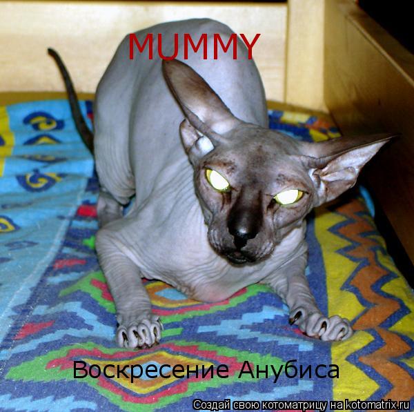 MUMMY Воскресение Анубиса... Котоматрица: MUMMY Воскресение Анубиса