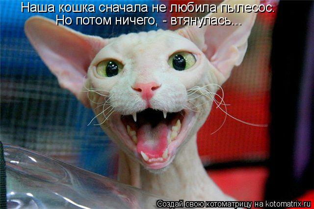 Наша кошка сначала не любила пылесос. Но потом ничего, - втянулась...... Котоматрица: Наша кошка сначала не любила пылесос. Но потом ничего, - втянулась...