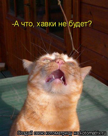 -А что, хавки не будет?... Котоматрица: -А что, хавки не будет?