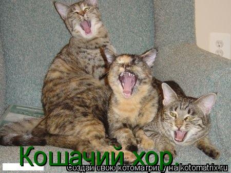 Кошачий хор.... Котоматрица: Кошачий хор.