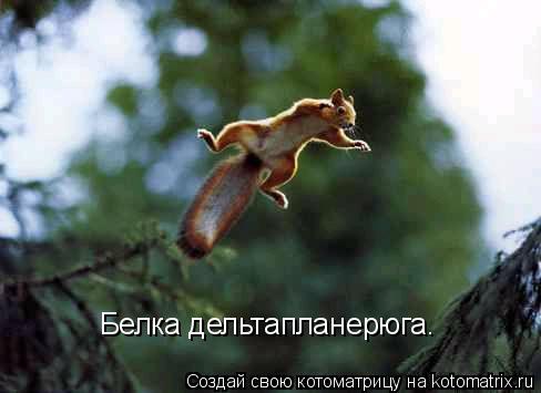 Белка дельтапланерюга.... Котоматрица: Белка дельтапланерюга.
