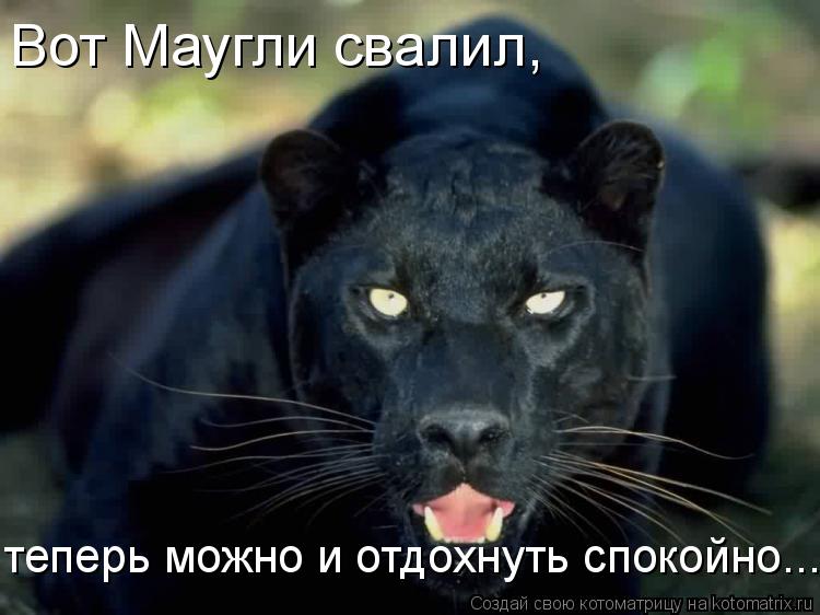 Вот Маугли свалил, теперь можно и отдохнуть спокойно...... Котоматрица: Вот Маугли свалил, теперь можно и отдохнуть спокойно...