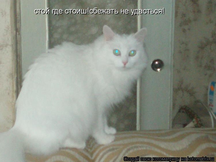 стой где стоиш!сбежать не удасться!... Котоматрица: стой где стоиш!сбежать не удасться!