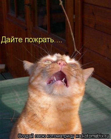 Дайте пожрать....... Котоматрица: Дайте пожрать....