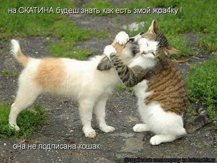 на СКАТИНА будеш знать как есть змой жра4ку ! она не подписана кошак она не подписана кошак... Котоматрица: на СКАТИНА будеш знать как есть змой жра4ку ! она не подписана кошак она не подписана кошак
