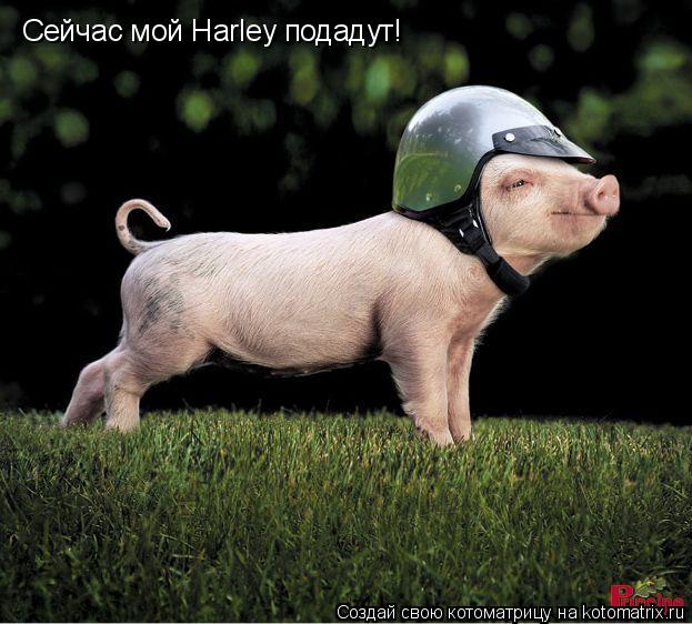 Сейчас мой Harley подадут!... Котоматрица: Сейчас мой Harley подадут!