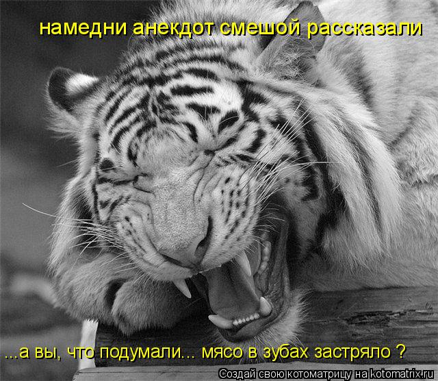 намедни анекдот смешой рассказали ...а вы, что подумали... мясо в зубах застряло ?... Котоматрица: намедни анекдот смешой рассказали ...а вы, что подумали... мясо в зубах застряло ?