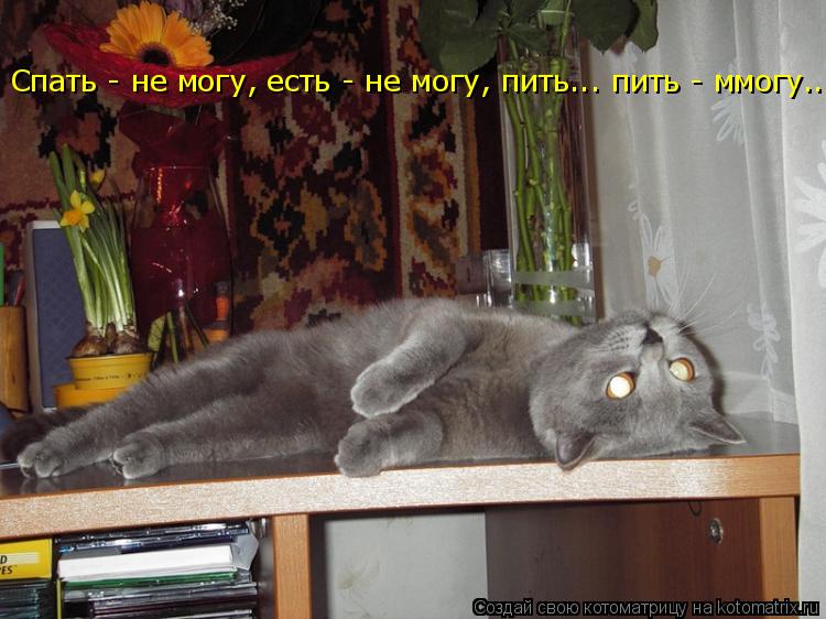 Спать - не могу, есть - не могу, пить... пить - ммогу...... Котоматрица: Спать - не могу, есть - не могу, пить... пить - ммогу...