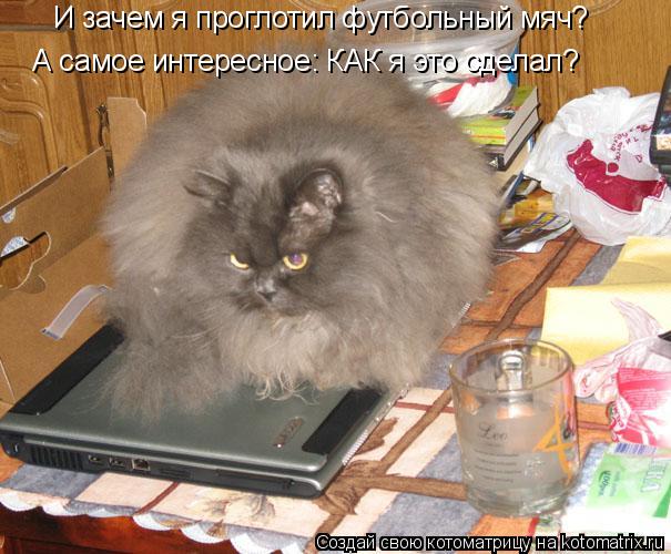 И зачем я проглотил футбольный мяч? А самое интересное: КАК я это сделал?... Котоматрица: И зачем я проглотил футбольный мяч? А самое интересное: КАК я это сделал?