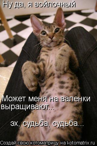 Ну да, я войлочный Может меня на валенки выращивают... эх, судьба, судьба...... Котоматрица: Ну да, я войлочный Может меня на валенки выращивают... эх, судьба, судьба...